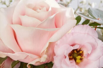 Blumenstrauss und «The Drama» Kinotickets gewinnen